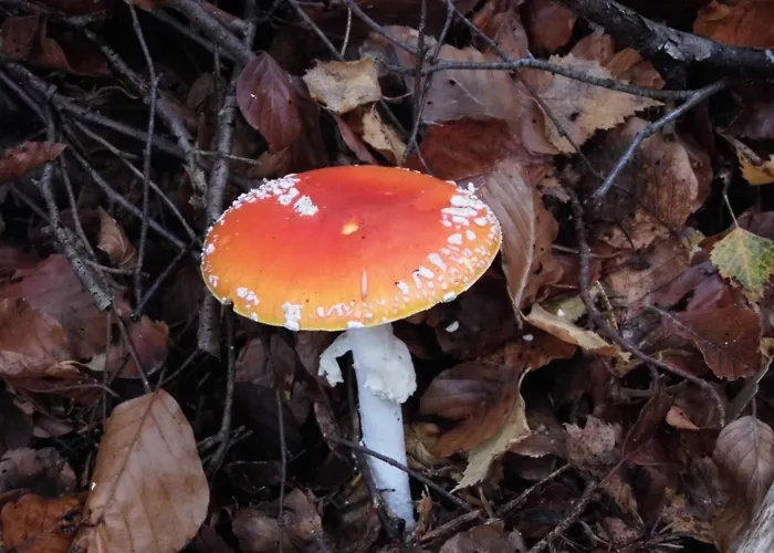 Alojamento de Acomodação e Pequeno-almoço L'atelier S